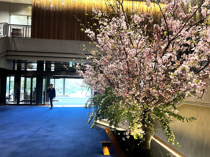 明治会館ホールの大きな桜の木